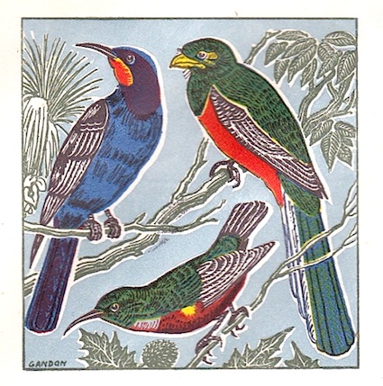 1963 gabon oiseaux